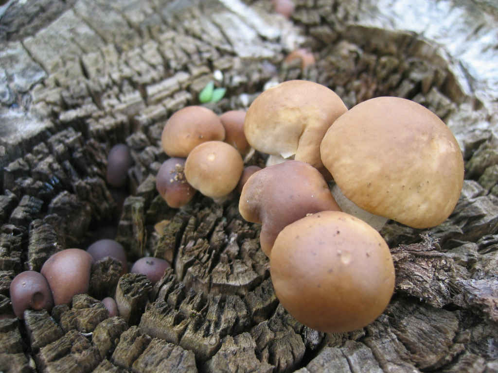I Funghi primaverili: Agrocybe aegerita